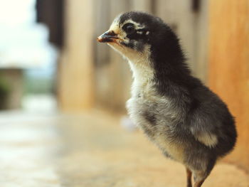 Close-up of a bird looking away