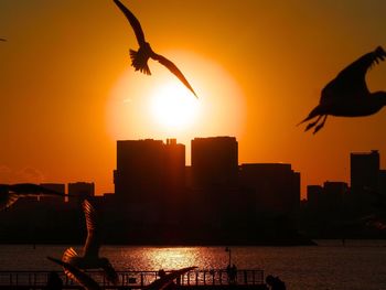 Silhouette bird flying over city during sunset