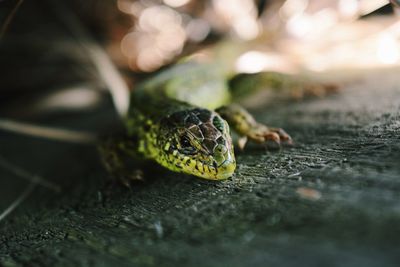 Close up of insect