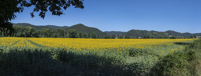 Yellow flowers growing on field against clear sky