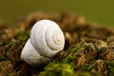 Close-up of snail