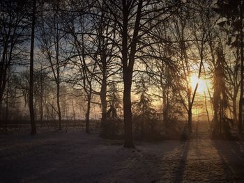 Bare trees at sunset