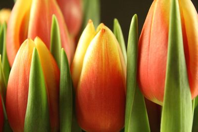 Close-up of red tulip