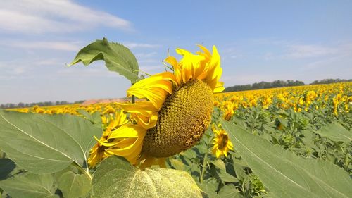 Close-up of yellow sunflower on plant against sky