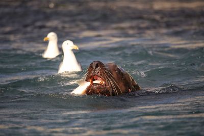 Close-up of seal swimming in sea