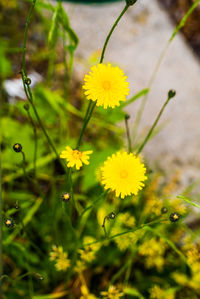 Close-up of yellow flowering plant on field