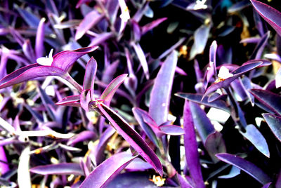 Close-up of purple flowering plants