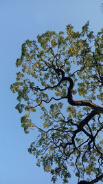 Low angle view of tree against clear sky