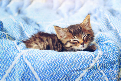 Close-up of cat lying on bed