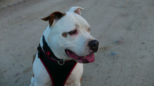 Close-up of dog looking away