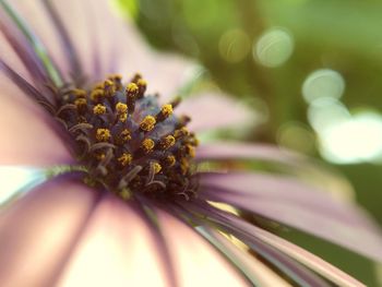 Close-up of flower on plant