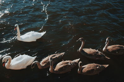 High angle view of swans swimming in lake