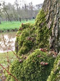 Close-up of tree trunk