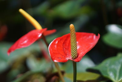 Close-up of red rose flower