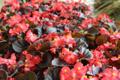 Close-up of red flowering plants