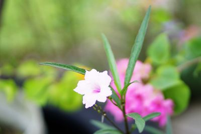 Close-up of pink flowering plant