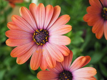 Close-up of orange flower