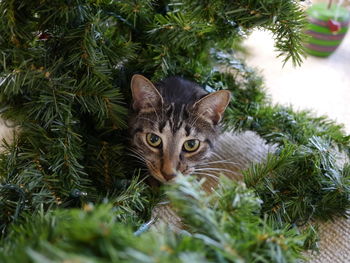 Portrait of cat on green tree