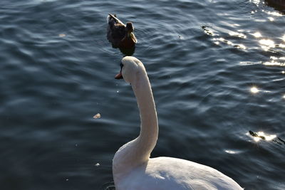 High angle view of swan swimming in lake