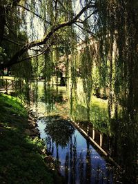 Reflection of trees in pond