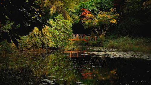 Trees by lake in forest