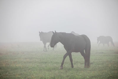 Horses in a field