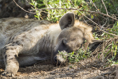 Close-up of hyena resting in national park