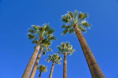 Low angle view of palm trees against blue sky