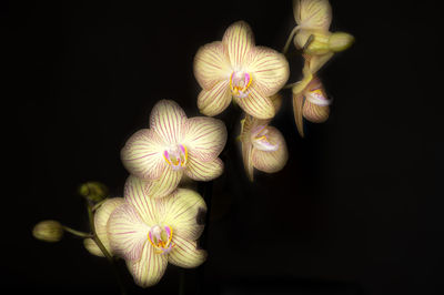 High angle view of flowering plant against black background