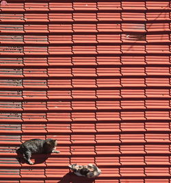 Cats lying on the roof tiles enjoying the sun