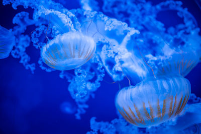 Close-up of jellyfish swimming in sea