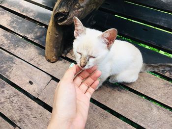 Cropped image of hand holding cat