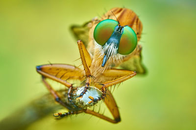 Close-up of insect on leaf