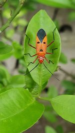 Close-up of butterfly on leaf