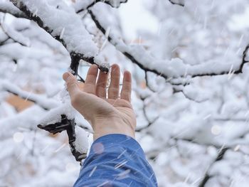 Cropped hand of man touching branch during snowfall