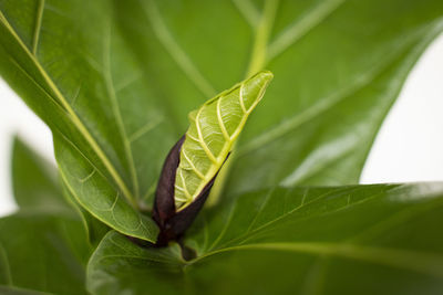 Close-up of fresh green leaves