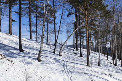 Bare trees on snow covered field