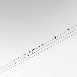 Low angle view of silhouette birds flying against clear sky