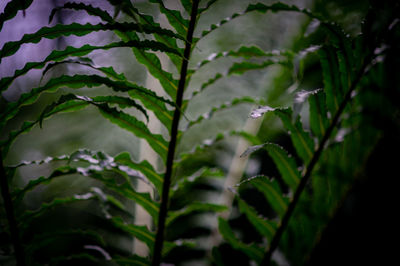 Close-up of wet plant in yard