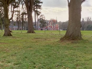 Trees on field against sky