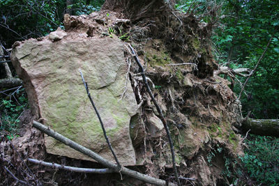 Trees in forest