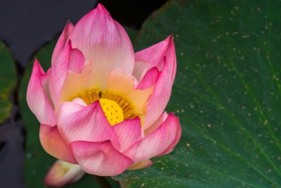 Close-up of pink lotus water lily