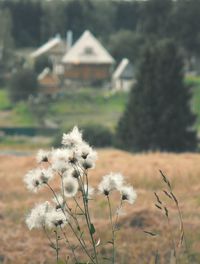 Close-up of white flowers