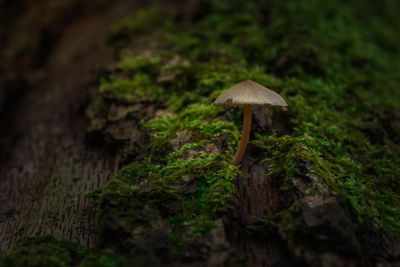 Close-up of mushroom growing on wood