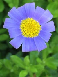 Close-up of yellow flower