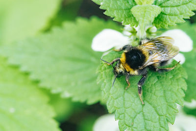 Close-up of bee pollinating flower