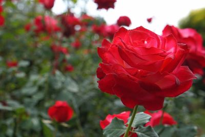 Close-up of red rose blooming outdoors