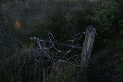 Close-up of spider web