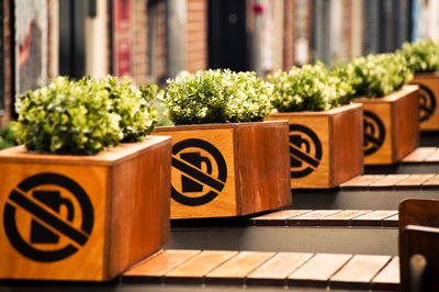 Close-up of potted plant