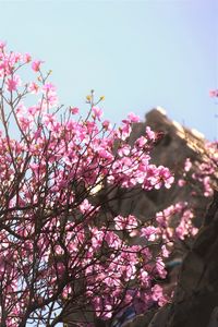 Low angle view of pink flowers blooming against sky